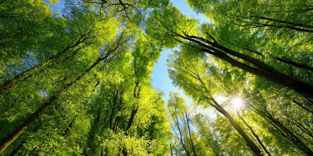 Bible Verses About Trees