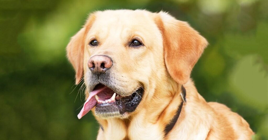 Bible Verses About Dogs